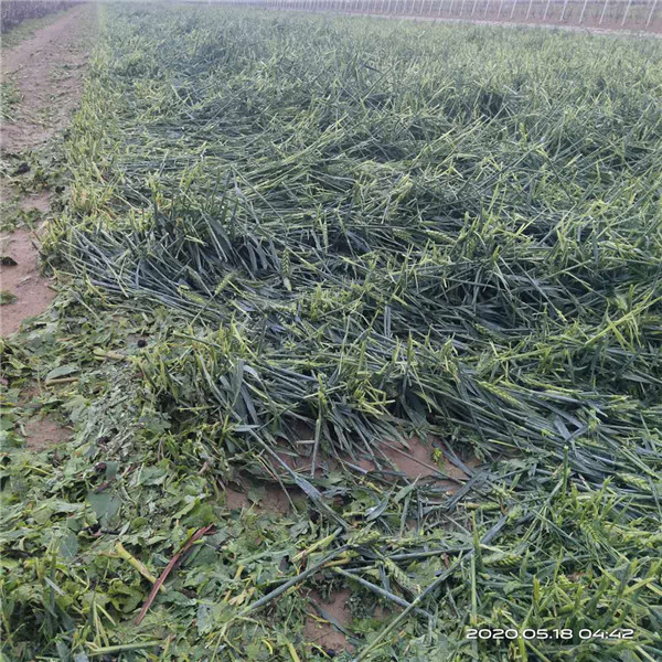 中國(guó)人?？创逑隆暗?青島萊西村莊莊稼受災(zāi)保險(xiǎn)理賠遭遇雙重“標(biāo)準(zhǔn)”