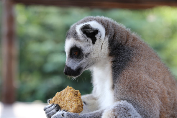 保護(hù)動(dòng)物 共享未來(lái)——青島森林野生動(dòng)物世界中秋國(guó)慶動(dòng)物世界科普研學(xué)季