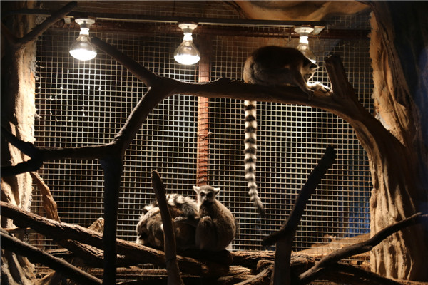 取暖神器上線，青島森林野生動物世界開啟過冬模式