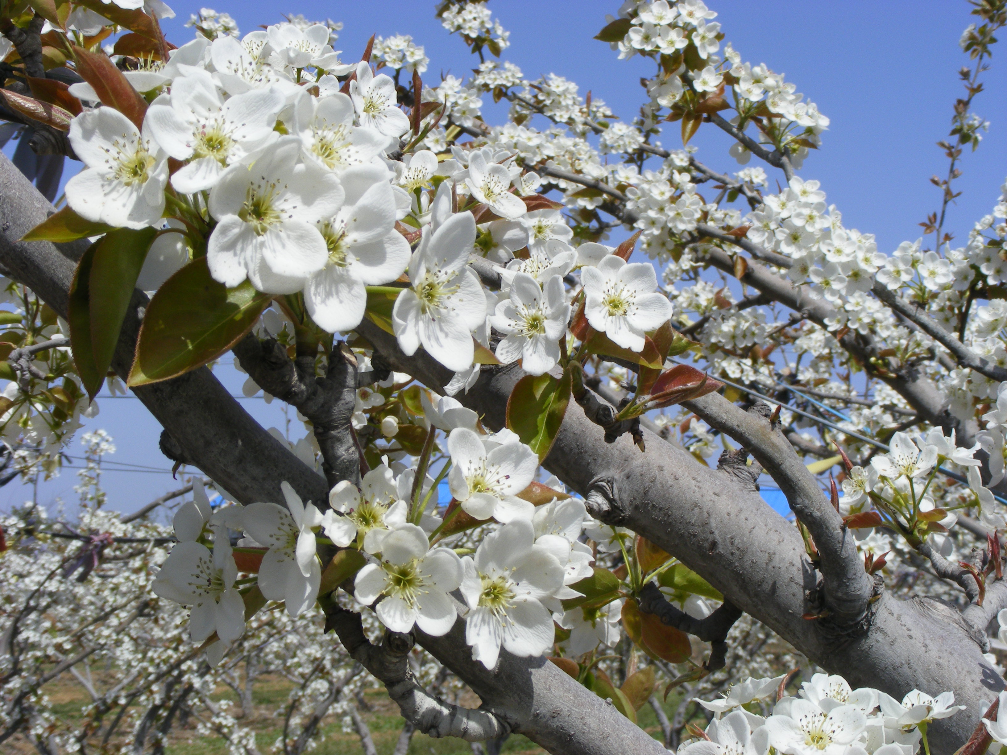 龍湖：家門口的春天再升級，帶你解鎖踏春的N種樂趣！