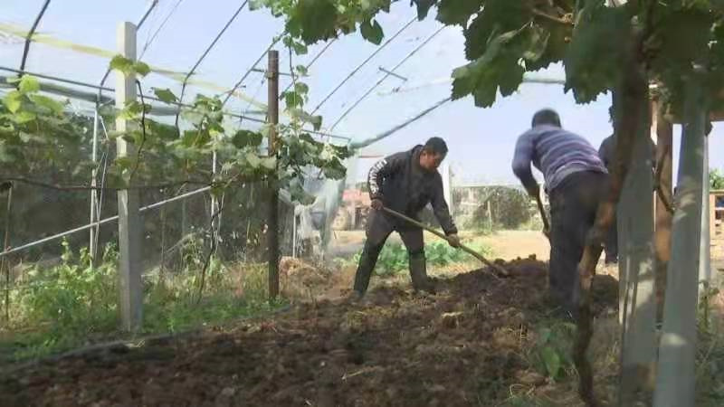 山東萊西：學史力行讓垃圾分類“難點”變“亮點”