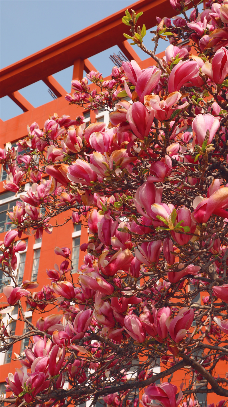 “凝聚精神的力量”恒星學(xué)院文化系列報道之十一：大學(xué)使命：造就卓越的應(yīng)用型人才