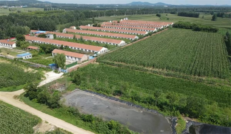 濰坊市昌樂縣喬官鎮(zhèn)某養(yǎng)豬場“病死豬”隨意丟棄 誰來監(jiān)管？