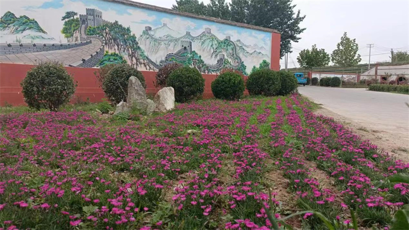 萊西南墅鎮(zhèn)以美麗鄉(xiāng)村建設為契機，推動城市更新走深走實