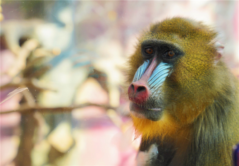 歡樂迎新年 遇“健”小珠山 山魈、狒狒、馬來熊入住青島森林野生動物世界