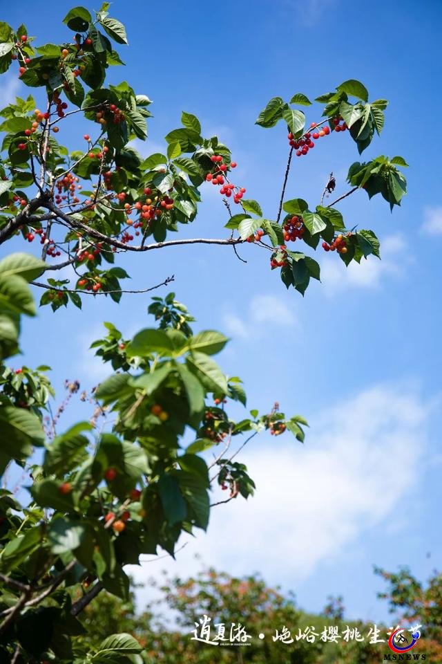 紅了櫻桃，恣了游客，富了村民 ——“山色峪櫻桃生活節(jié)”圓滿收官