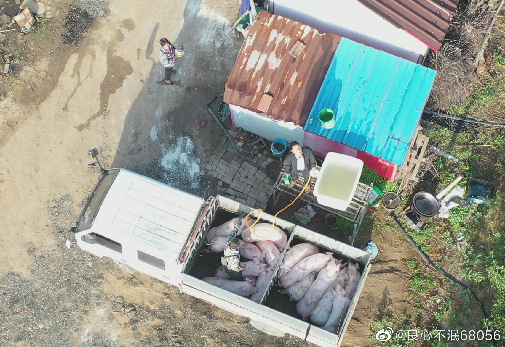 江蘇東海：生豬灌水20余年，無人監(jiān)管食品安全關(guān)系到千家萬戶