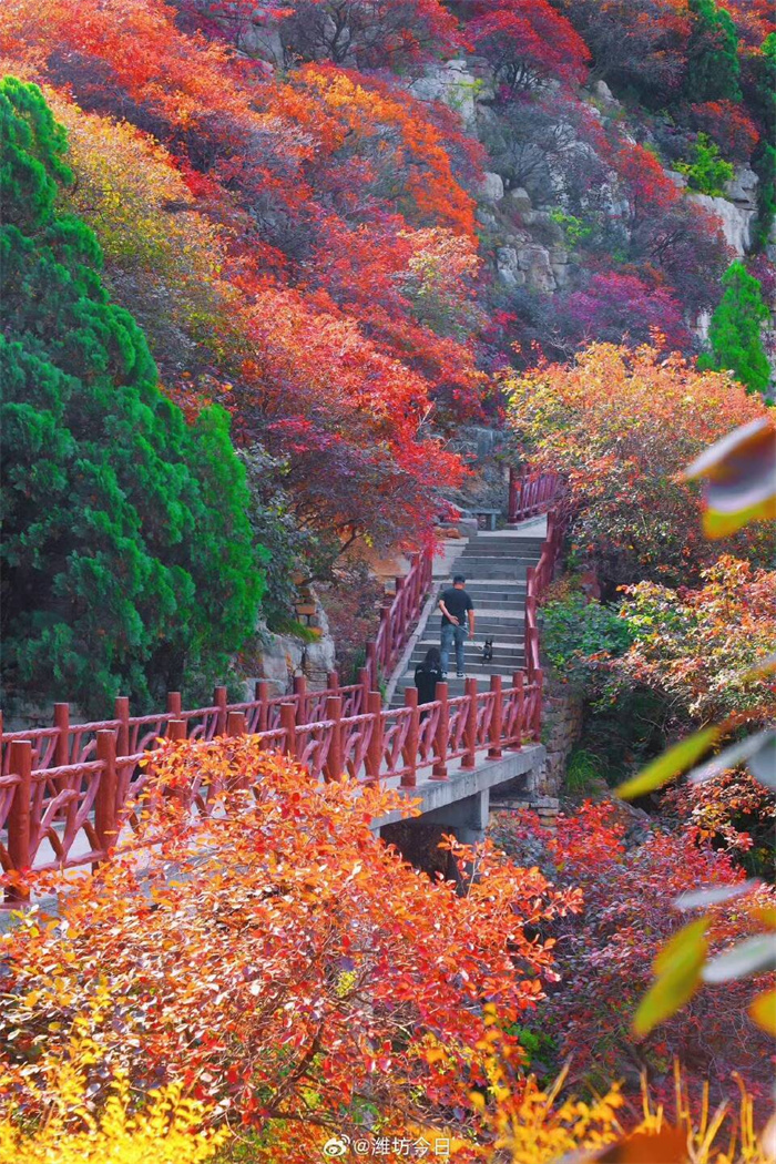 青島萊西：交運(yùn)旅游推出臨朐石門坊紅葉一日游